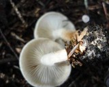 Hygrophorus bakerensis image