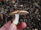 Hebeloma crustuliniforme image