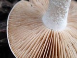 Hebeloma crustuliniforme image