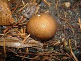 Lycoperdon umbrinum image