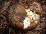 Lycoperdon umbrinum image