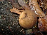 Lycoperdon umbrinum image