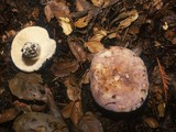 Russula cyanoxantha image