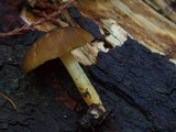 Pluteus romellii image