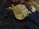 Pluteus romellii image