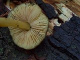 Pluteus romellii image