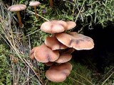 Tubaria confragosa image