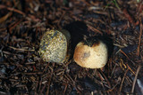 Pisolithus arrhizus image