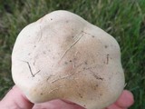 Hebeloma crustuliniforme image