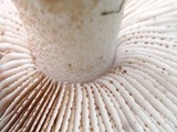 Hebeloma crustuliniforme image