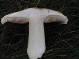 Hebeloma crustuliniforme image