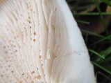 Hebeloma crustuliniforme image