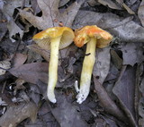 Hygrocybe punicea image