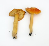 Hygrocybe punicea image