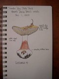 Cortinarius xanthodryophilus image