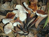 Gymnopus brassicolens var. brassicolens image