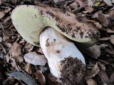 Boletus regineus image