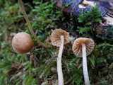 Galerina clavata image