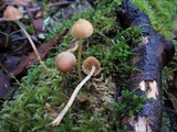 Galerina clavata image