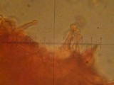 Galerina clavata image
