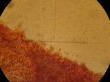 Galerina clavata image