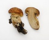 Suillus caerulescens image