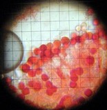 Hydnum oregonense image