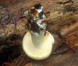 Hydnum oregonense image