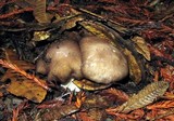 Entoloma lividoalbum image