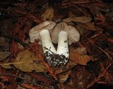 Entoloma lividoalbum image