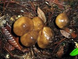 Entoloma lividoalbum image