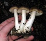 Entoloma lividoalbum image