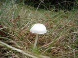 Alboleptonia adnatifolia image