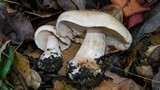 Hebeloma crustuliniforme image