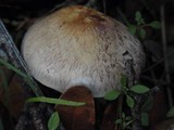 Agaricus hondensis image