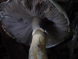 Agaricus hondensis image