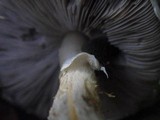 Agaricus hondensis image