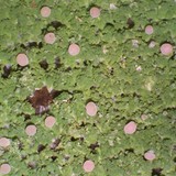 Icmadophila ericetorum image