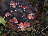 Rhodofomes cajanderi image