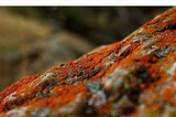 Xanthoria elegans image