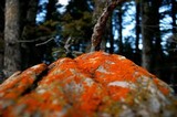 Xanthoria elegans image