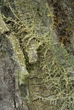 Biatora carneoalbida image