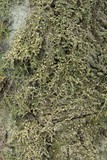 Biatora carneoalbida image