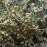 Biatora carneoalbida image