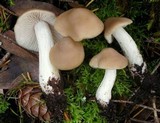 Entoloma lividoalbum image