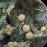Biatora carneoalbida image