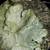 Canoparmelia crozalsiana image