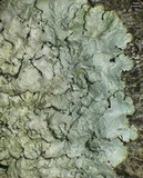 Canoparmelia crozalsiana image