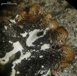 Canoparmelia crozalsiana image