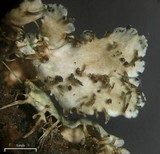 Heterodermia granulifera image